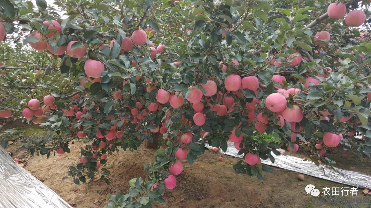 䌍㲻֪䠀80%@Щԭɵ